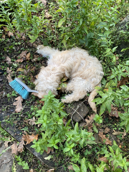 Puppy Survival Thread for New and Old Pups - here comes winter 2024