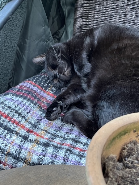 Board for owners of the most beautiful cats