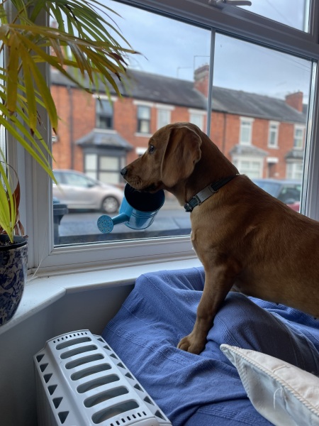 Puppy Survival Thread for New and Old Pups - here comes winter 2024