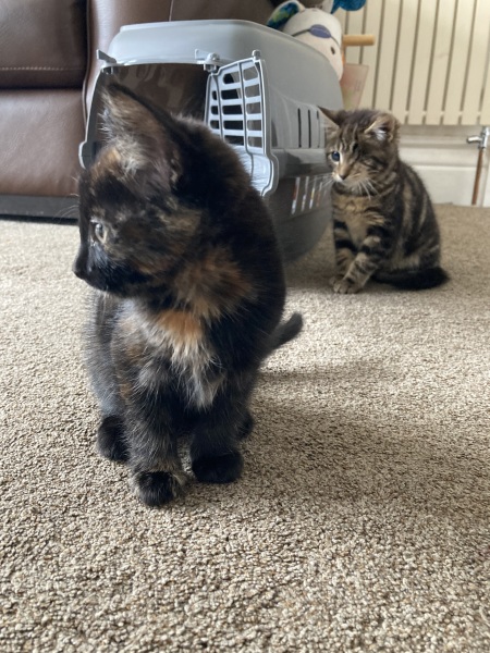 Leaving 8 week old kitten