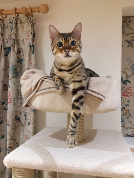 Board for owners of the most beautiful cats