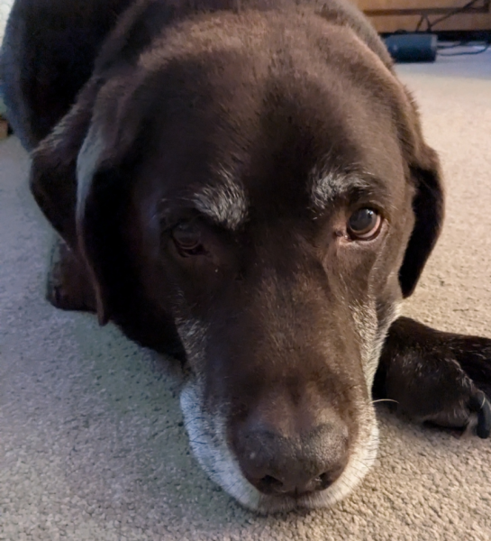 Anyone awake? Our wonderful old dog has just died.
