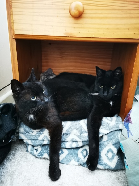 Black cat appreciation (pics please)