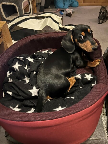 Puppy Survival Thread for New & Old Pups - Soon be Autumn 2024