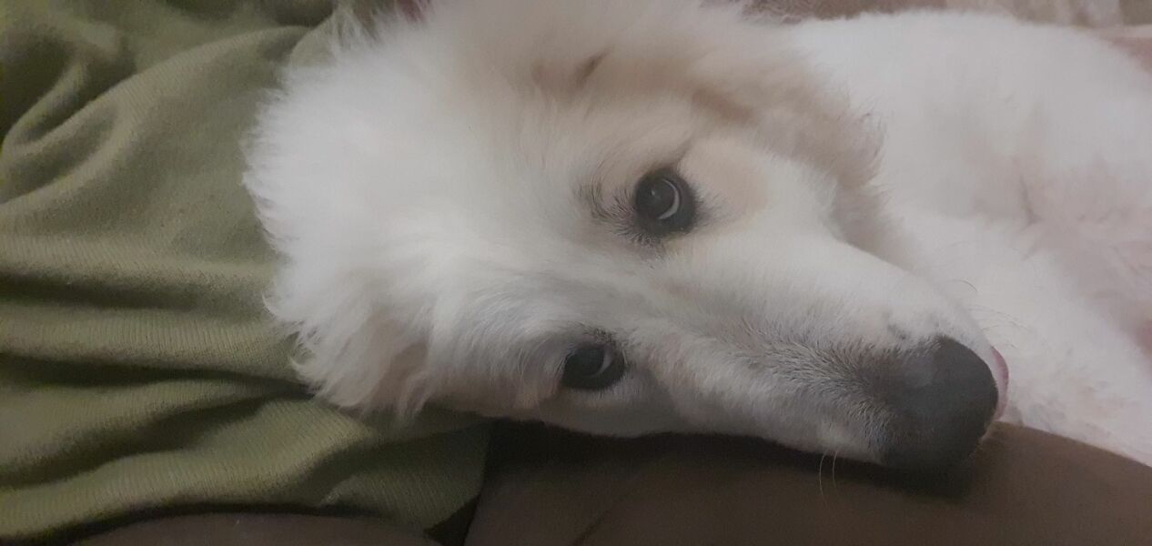 Puppy Survival Thread for New and Old Pups - here comes winter 2024