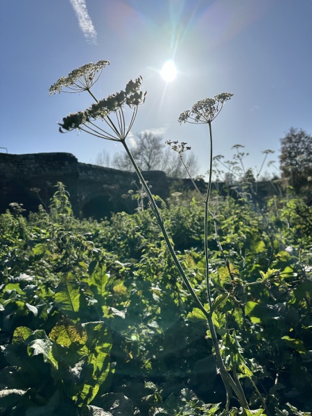 The Nigel Slater Christmas Chronicles Readalong 2024