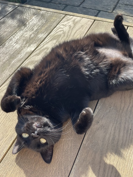 Black cat appreciation (pics please)