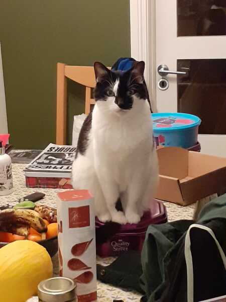 Board for owners of the most beautiful cats