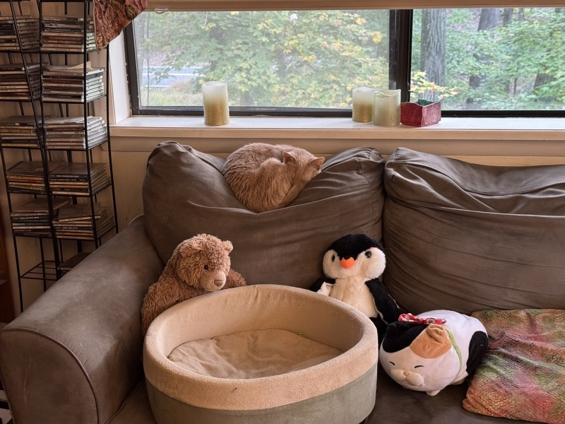 Flounders or Flouncers? The Excellent Cats continue their important debate