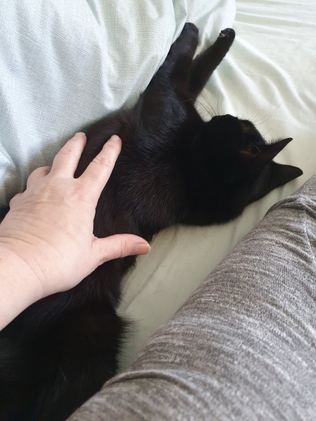 Black cat appreciation (pics please)