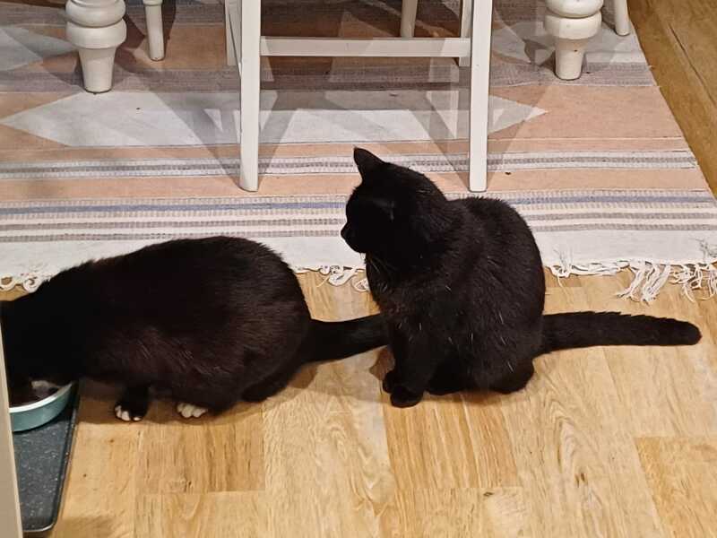 Bluestocking! The Gerbical