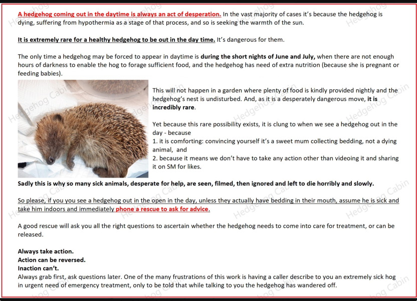 Hedgehogs our during day 🦔