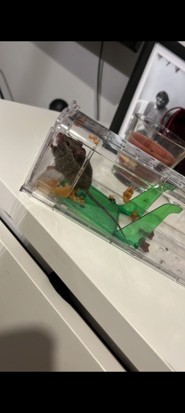Mouse/rat in floorboards
