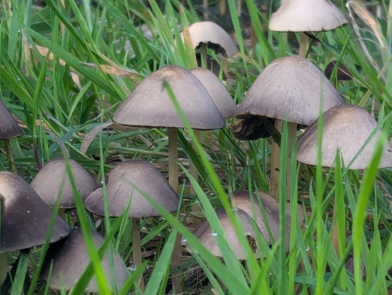 The Autumnal Christmas Chronicles Preamble - Thread 2 further ramblings