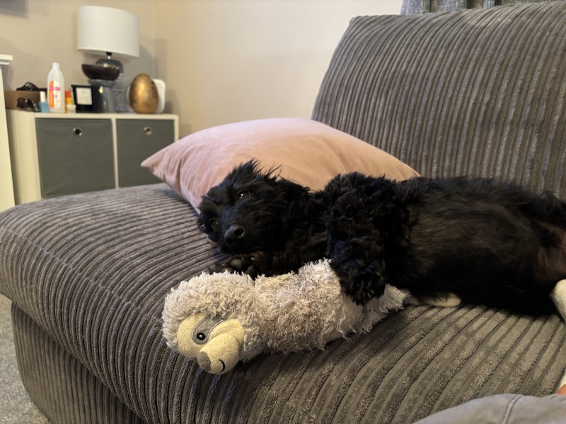 Need Help Finding Replacement Dog Toy