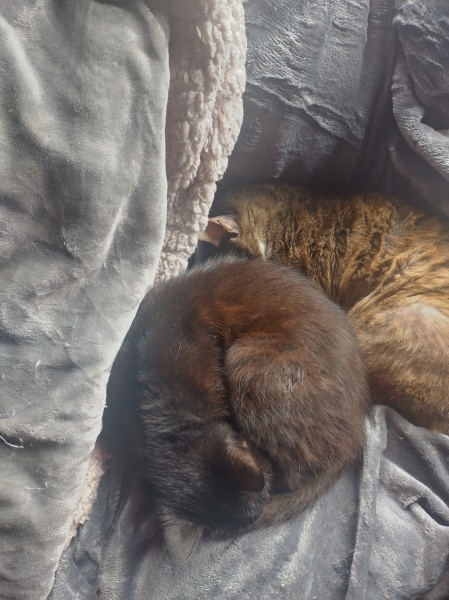 Flounders or Flouncers? The Excellent Cats continue their important debate