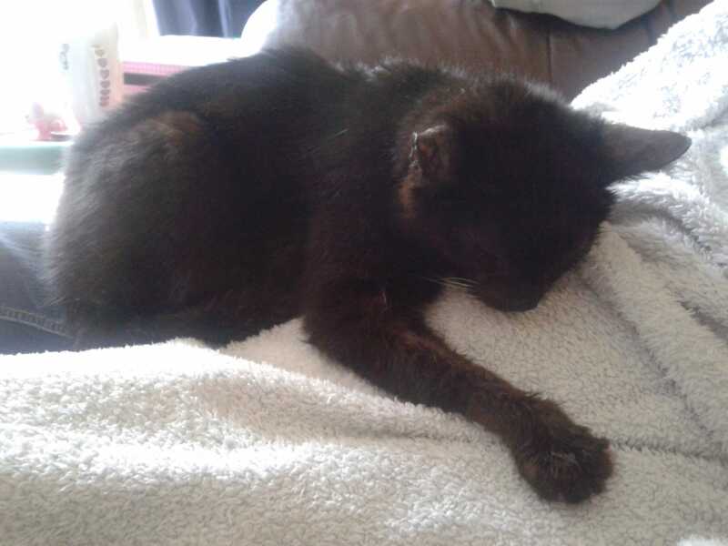 Black cat appreciation (pics please)