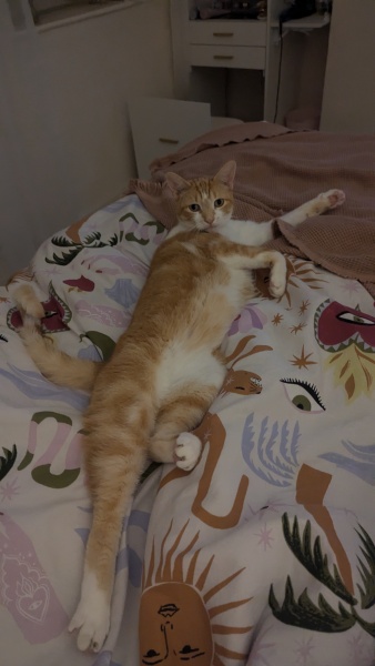 I feel like a terrible cat mum today.