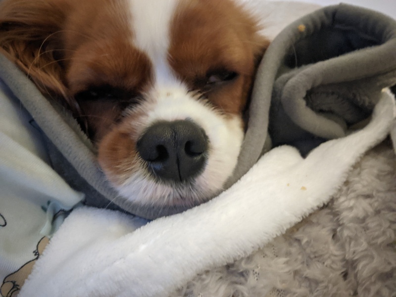 Adolescent Dog Survival...Sharing Tips & Tails