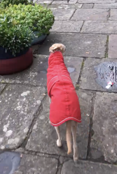 Whippet Puppy Advice?