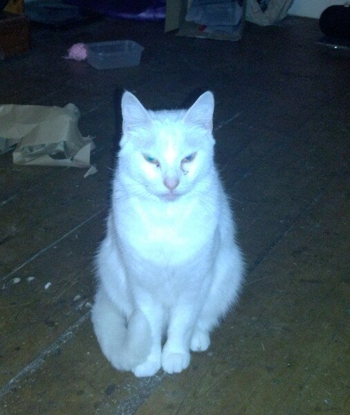 Flounders or Flouncers? The Excellent Cats continue their important debate