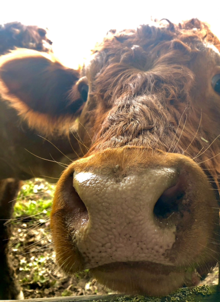 Cows killed another poor dog walker