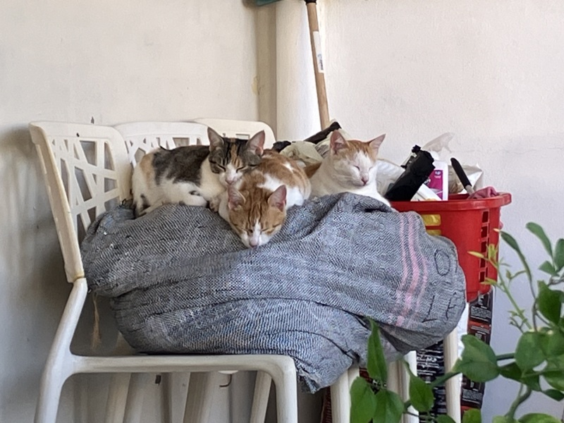 Thread 10 Starmer: First Female Chancellor delivers the Budget