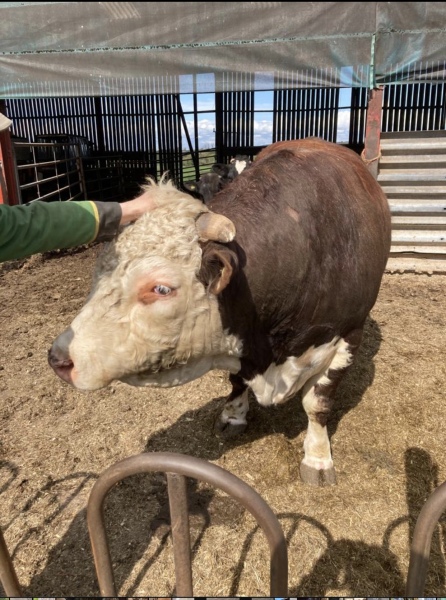Cows killed another poor dog walker