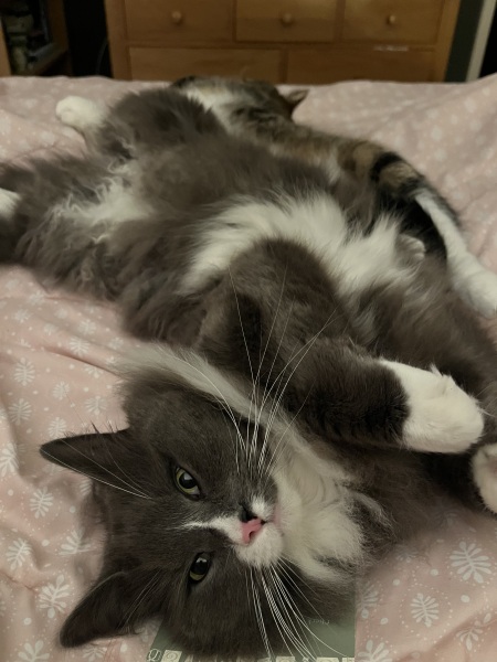 Thread 9 Starmer : Return to Westminster