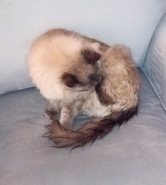 Flounders or Flouncers? The Excellent Cats continue their important debate