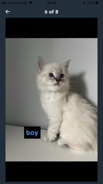 What would you name my daughter's new kitten (with pics!)?