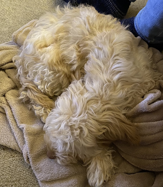 Puppy Survival Thread for New and Old Pups - here comes winter 2024