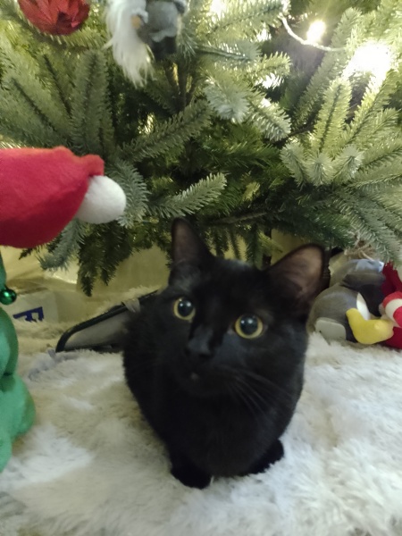 Black cat appreciation (pics please)
