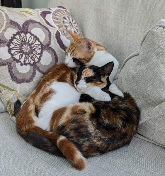 3 female kittens, now been told one is male