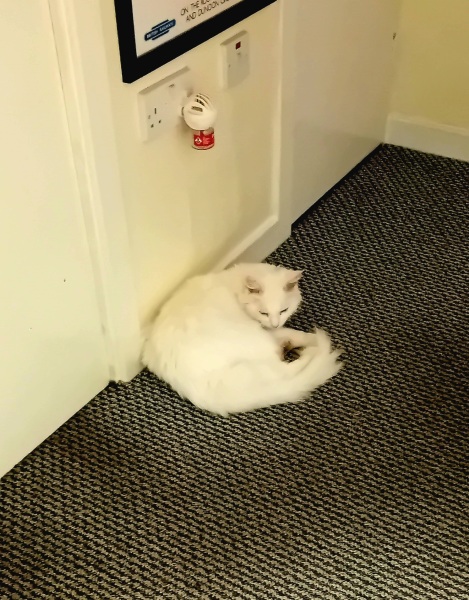 Flounders or Flouncers? The Excellent Cats continue their important debate