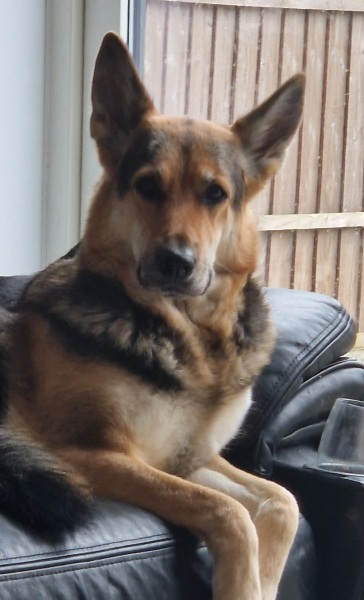 Does your dog ever look at you  like this