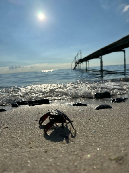 The Autumnal Christmas Chronicles Preamble - Thread 2 further ramblings