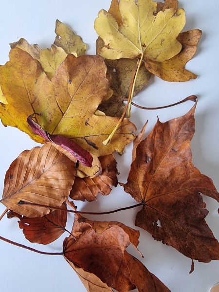 The Nigel Slater Christmas Chronicles Readalong 2024