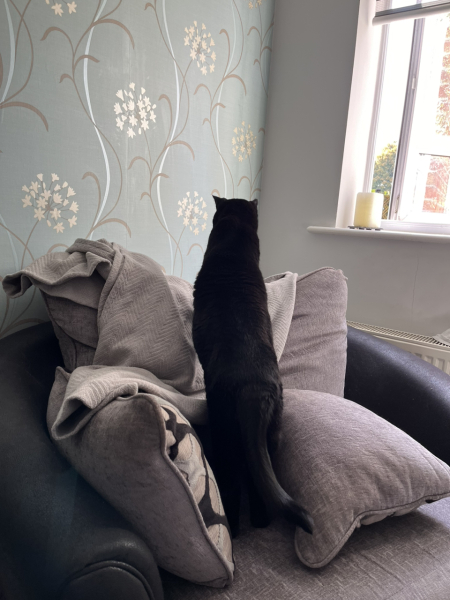 Flounders or Flouncers? The Excellent Cats continue their important debate