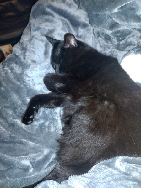 Black cat appreciation (pics please)