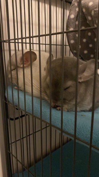 Help! We need names for our two new chins