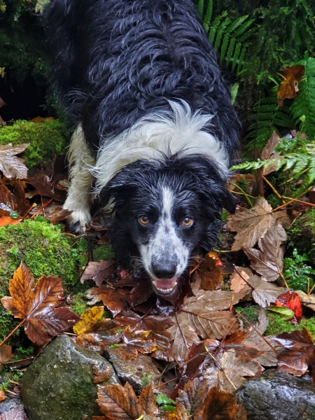 October’s dog of the month: Share your autumn dog photos & win £100 prize bundle!