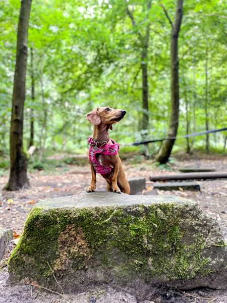 October’s dog of the month: Share your autumn dog photos & win £100 prize bundle!