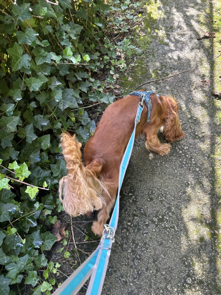 Mounjaro August Starters 6