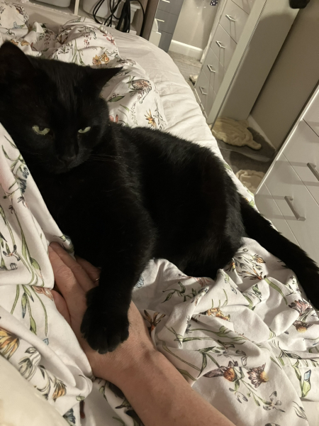 I want to go to bed but I'm cat trapped...