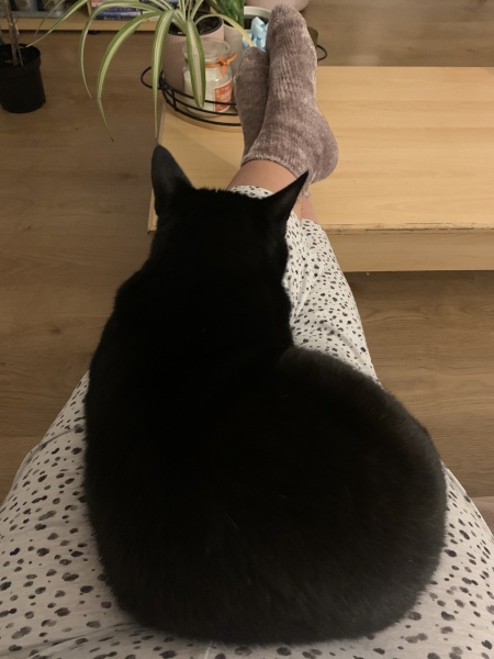 I want to go to bed but I'm cat trapped...