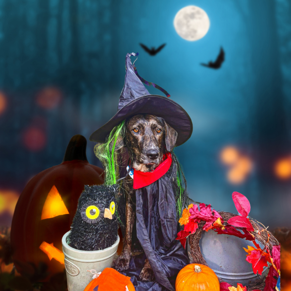 October’s dog of the month: Share your autumn dog photos & win £100 prize bundle!