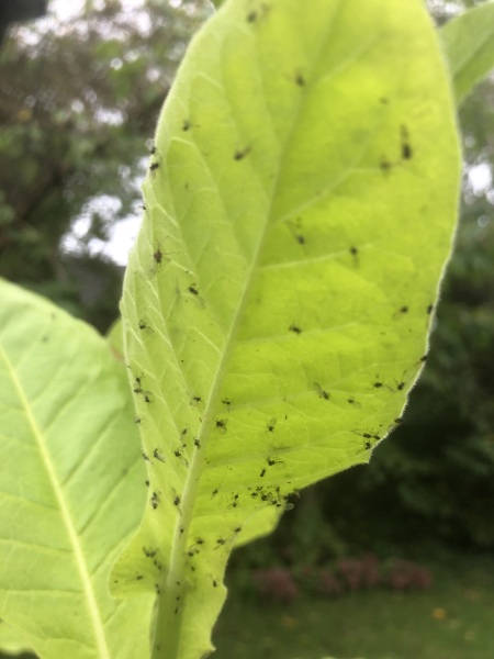 Insectivorous plant?