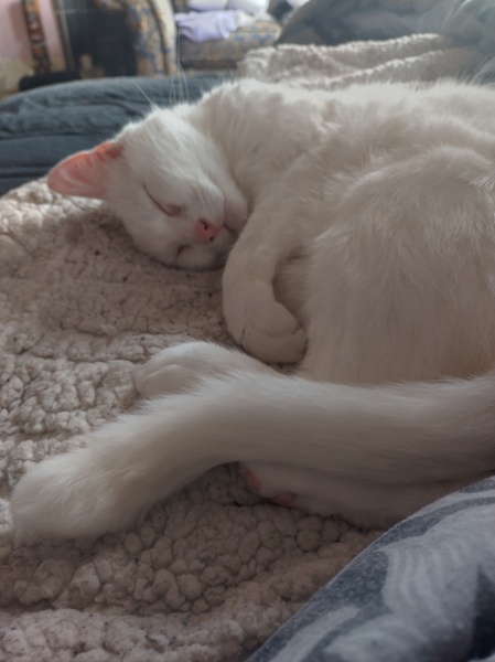 Flounders or Flouncers? The Excellent Cats continue their important debate