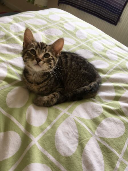 Board for owners of the most beautiful cats